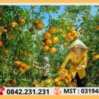 Thuê Xe Đi Cần Thơ Tại Sài Gòn 81 Vuon Trai Cay Triu Qua