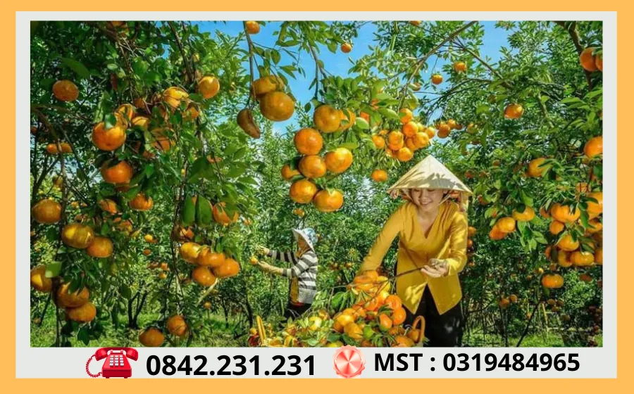 Vườn Trái Cây Trĩu Quả Vuon Trai Cay Triu Qua