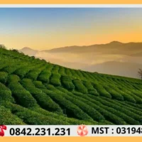 Thuê Xe Đi Đà Lạt Tại Sài Gòn 71 Doi Che Cau Dat