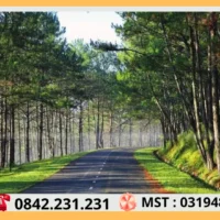 Thuê Xe Đi Đà Lạt Tại Sài Gòn 72 Nhung Rung Thong Bat Ngan