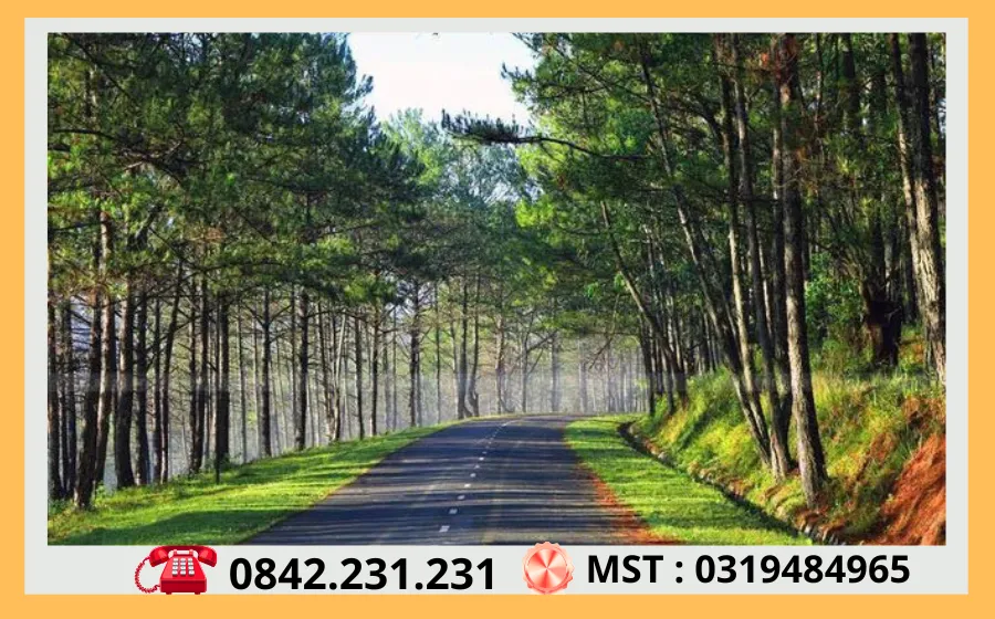 Thuê Xe Sài Gòn Đi Đà Lạt 73 Nhung Rung Thong Bat Ngan