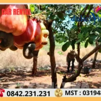 Thuê Xe Đi Bình Phước Tại Sài Gòn 71 Thu phu hat dieu cua Viet Nam