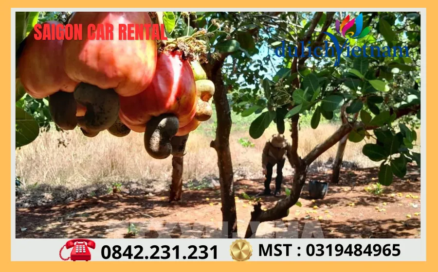 Thuê Xe Sài Gòn Đi Bình Phước 64 Thu phu hat dieu cua Viet Nam