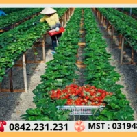 Thuê Xe Đi Đà Lạt Tại Sài Gòn 73 Vuon Dau Tay Da Lat