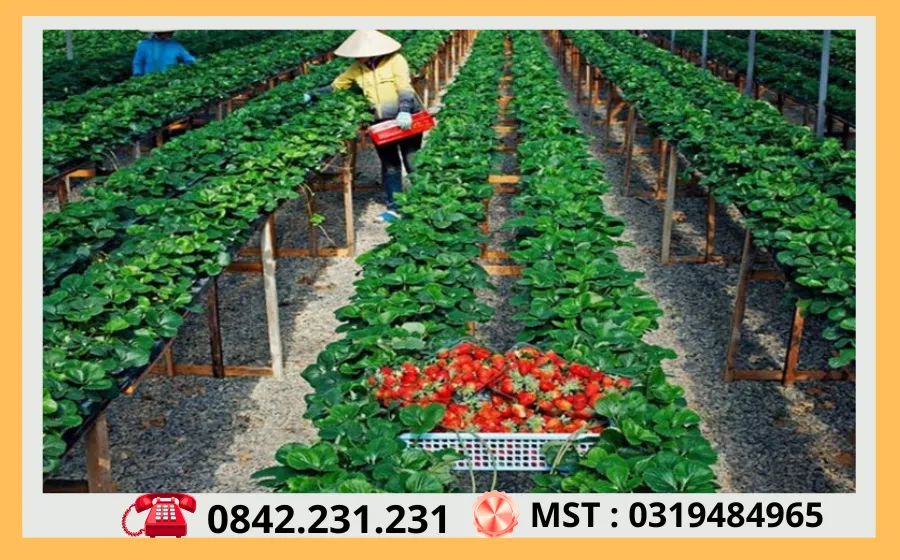 Thuê Xe Sài Gòn Đi Đà Lạt 74 Vuon Dau Tay Da Lat
